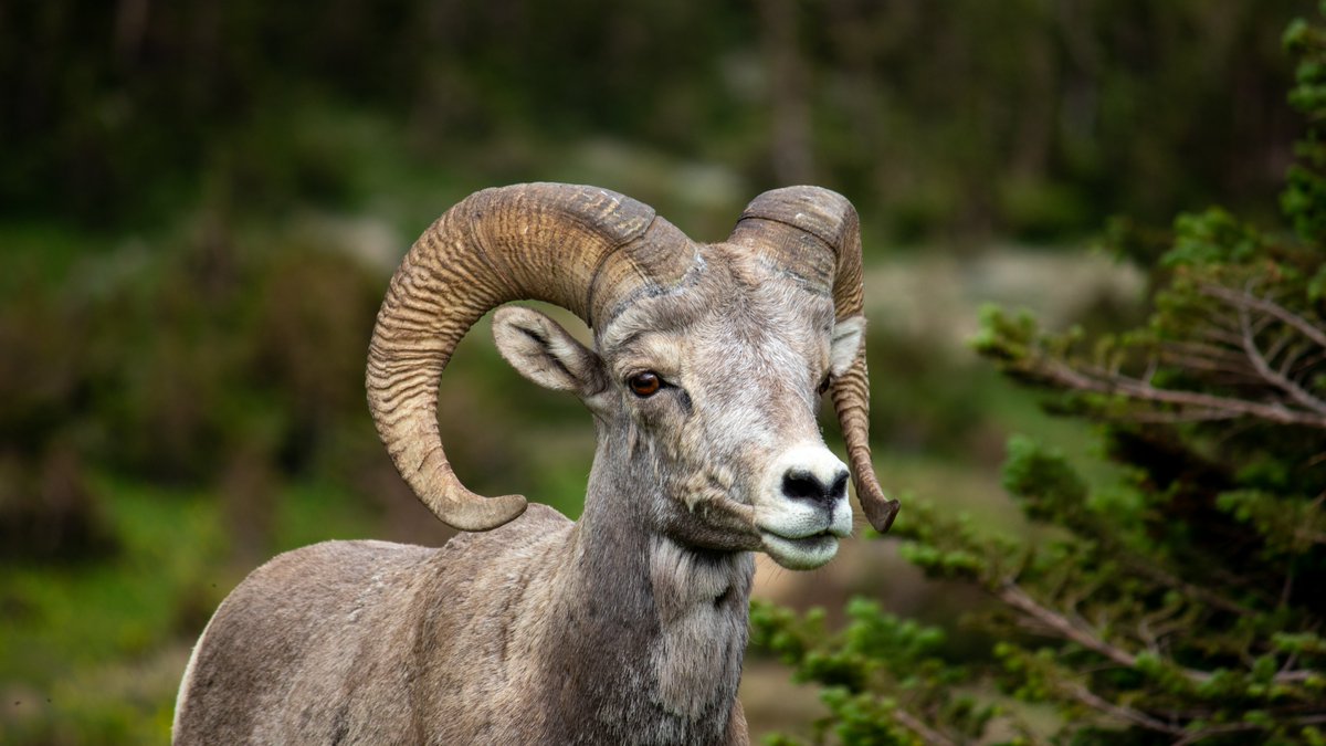 Mountain sheep looking off into the distance
.
.
#mountainsheep #rams #sheep #wildlife #wildlifephotography #wildlifephotographer #montanawildlife #montana #explorepage #animals #wildanimals #fyp #canonusa #t7i #montanaphotography #gnp #glaciernationalpark #nationalparkgeek