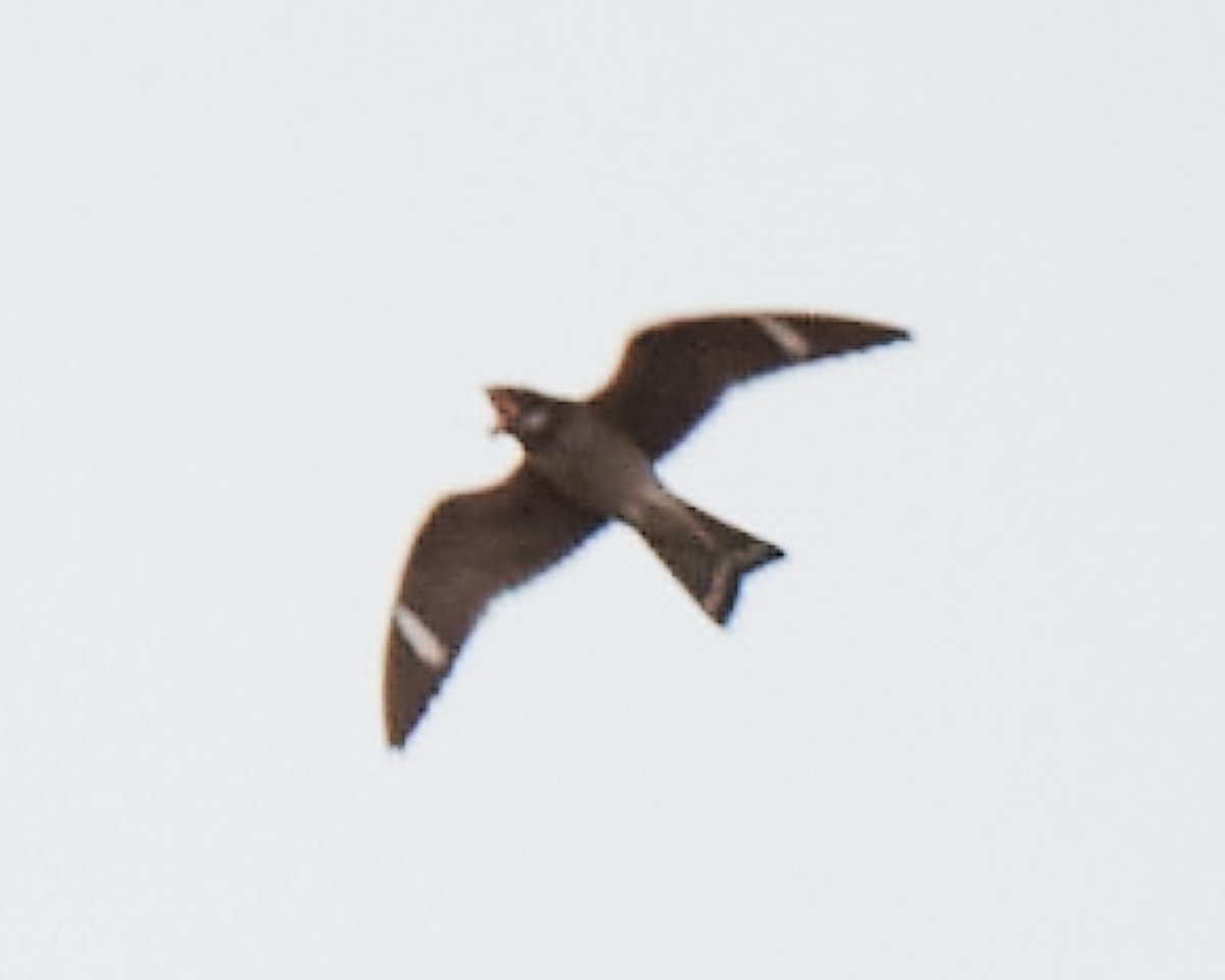 Patrick bx tweet media