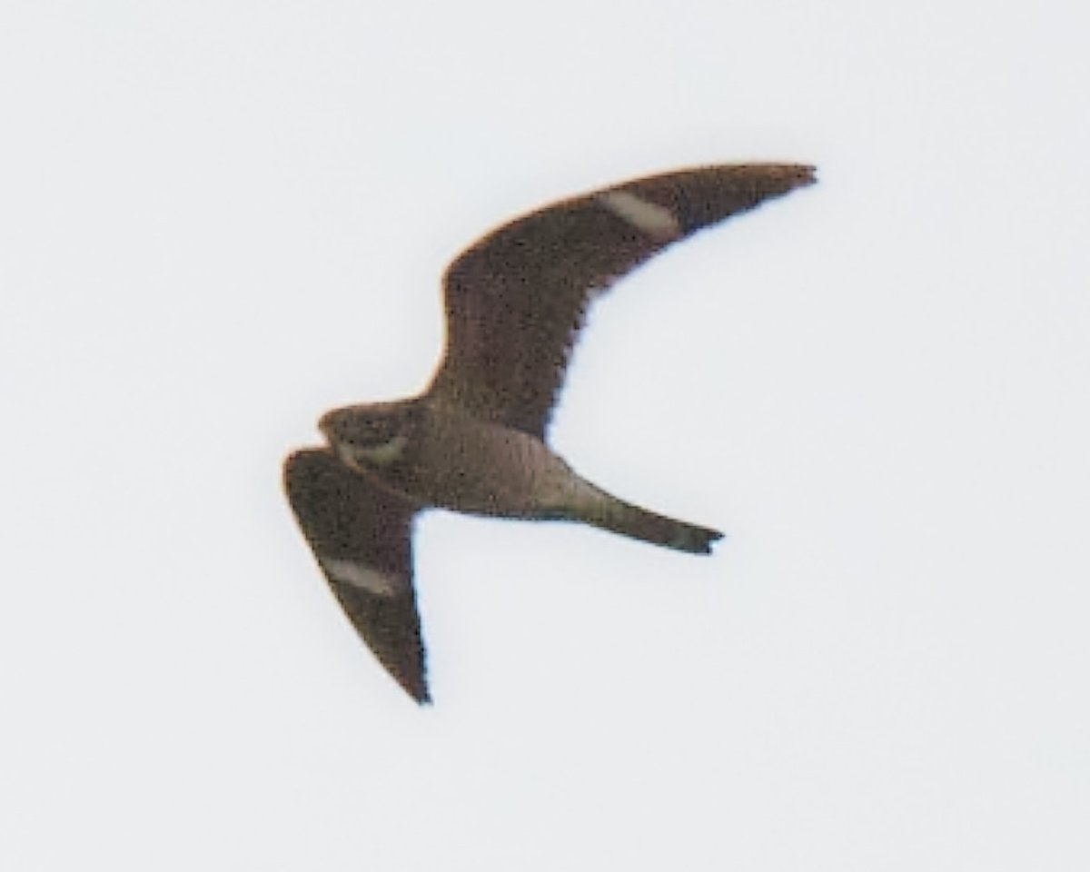 Patrick bx tweet media