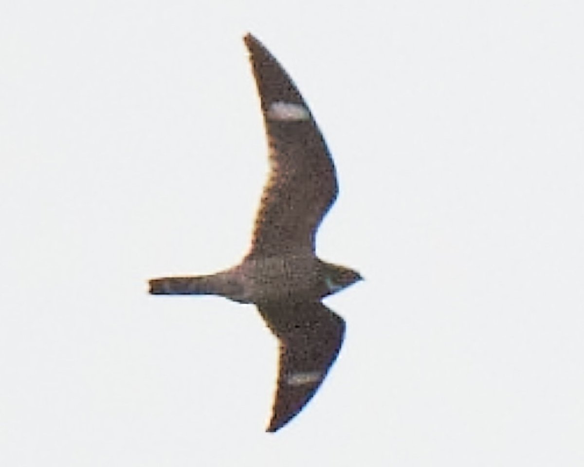 Patrick bx tweet media