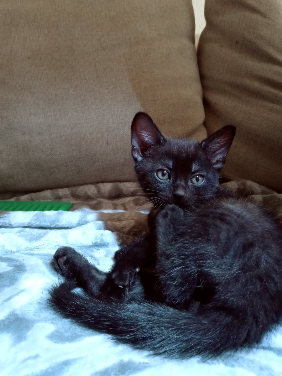 LeosNestCo's tweet image. My future shop cat 🐈🐾#catsofinstagram #smallbusinessfun