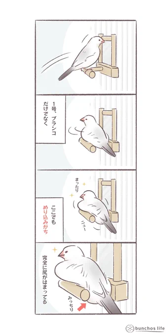 ブランコだけでなく、ここでもよくジャストフィットでめり込む1号
#文鳥 
#bunchoslife 
