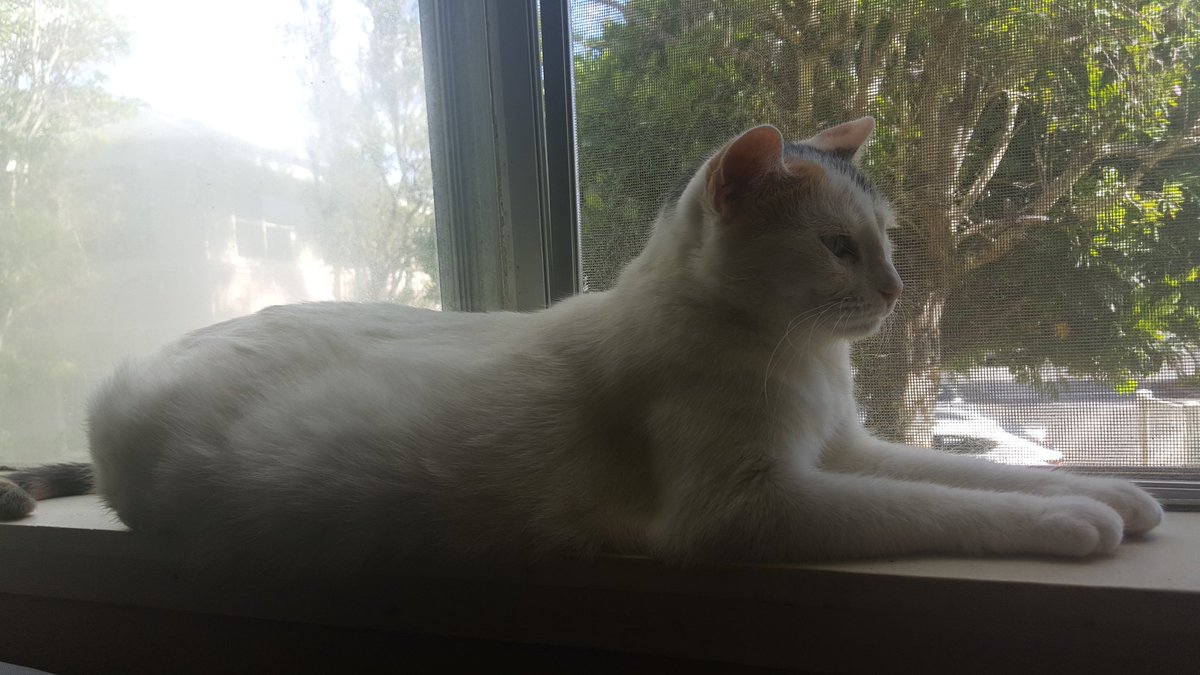 Brake4Pie's tweet image. Behold the sphinx-chan of the South Lawn 👀

#CatsOfTwitter #tokitime