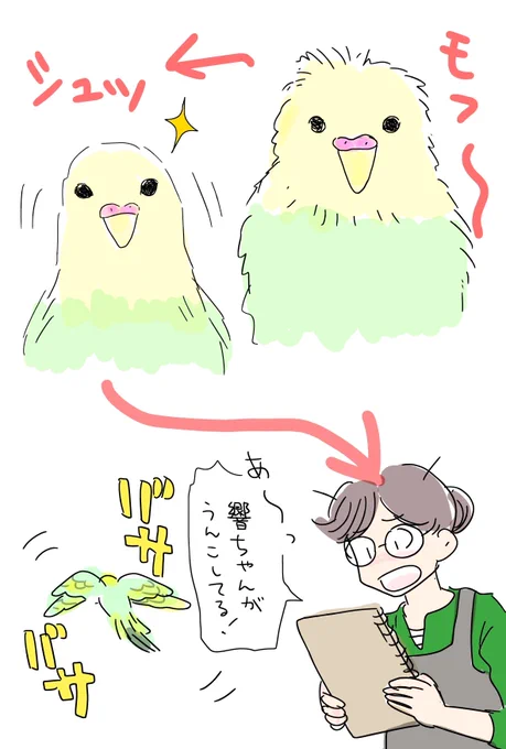 インコが「モフー、シュッ!」とする時。 