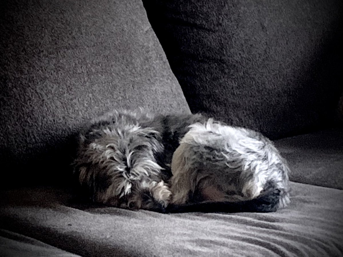 's tweet image. Summer on the farm is no fun. No one has time to sit on  the couch. No lap for a dog.