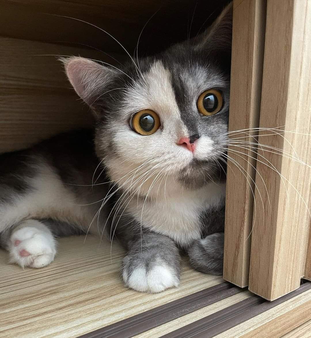 Jo_travelworld's tweet photo. Eyes is mind #milo #minnie #cat #caturday #panfursquad #CatsOfTwitter #gingercatappreciationday 🐈#CatsOfTwitter #appreciation #appreciationpost #gingercat #gingercatsrule #gingercatsoftwitter #tabbytroop #catsofinstagram #CatsOfTwitter https://t.co/A737sOCwC2