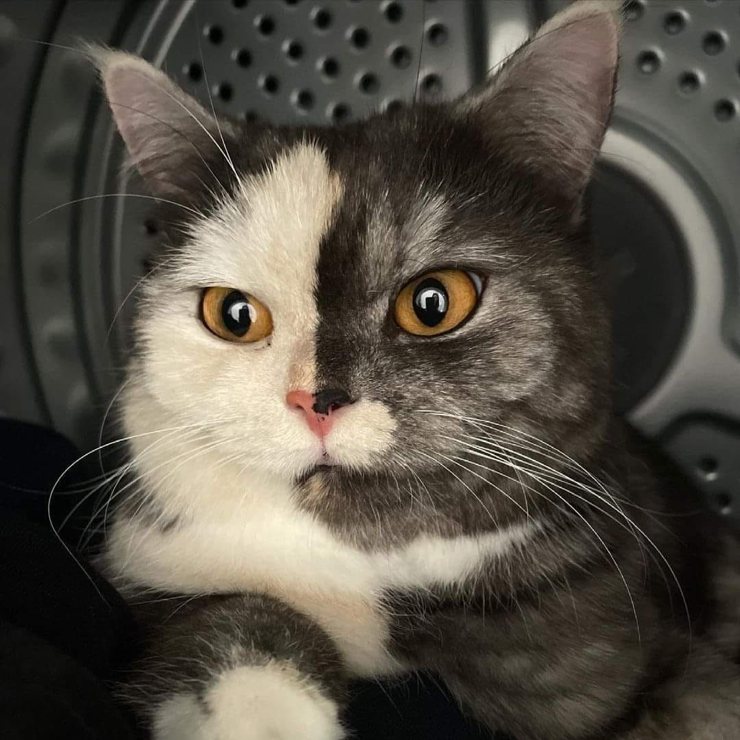 Jo_travelworld's tweet photo. Eyes is mind #milo #minnie #cat #caturday #panfursquad #CatsOfTwitter #gingercatappreciationday 🐈#CatsOfTwitter #appreciation #appreciationpost #gingercat #gingercatsrule #gingercatsoftwitter #tabbytroop #catsofinstagram #CatsOfTwitter https://t.co/A737sOCwC2