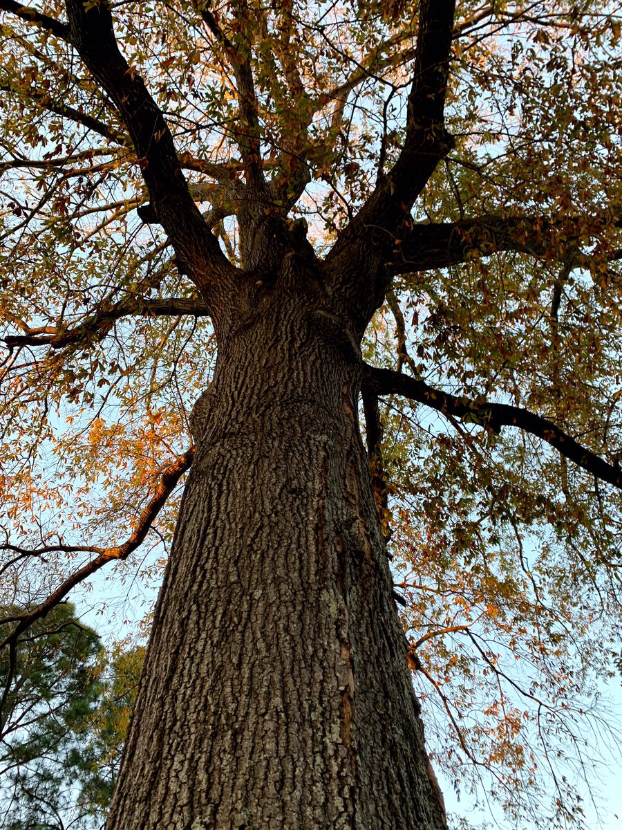 clefireguy's tweet image. Leaves starting to change
Constellations are turning
Below sight but there!