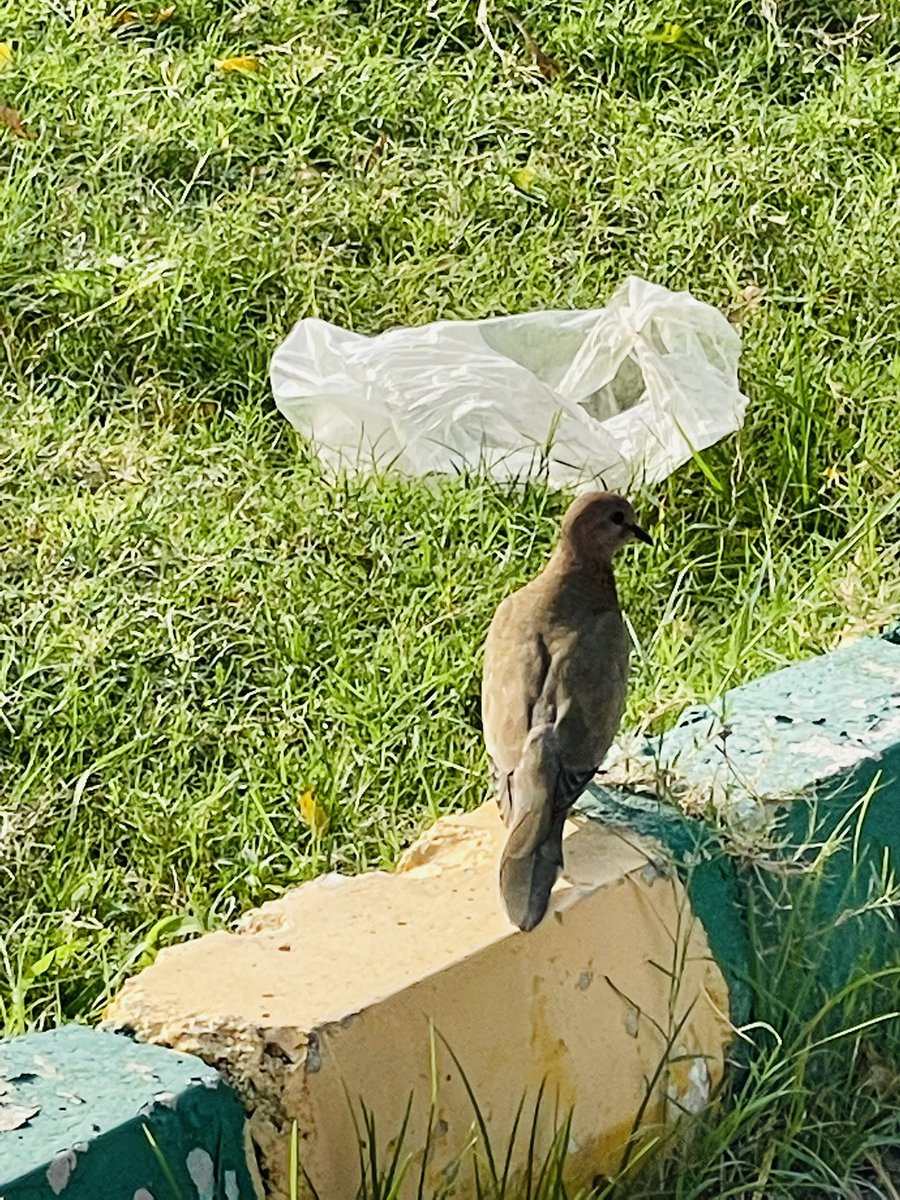 nisharai_ggc's tweet photo. #SayNo2Plastics says laughing Dove #birds #IndiAves please ๐ #UseDustbins and Donโt Litter & dirty your neighbourhood @swachhbharat @SwachhBharatGov @noida_authority @CeoNoida #birdwatching #ThruMyMobile #ThePhotoHour @ParveenKaswan @BanSingleUse @AnkitKumar_IFS @PlasticPollutes https://t.co/2GcDYzlenN