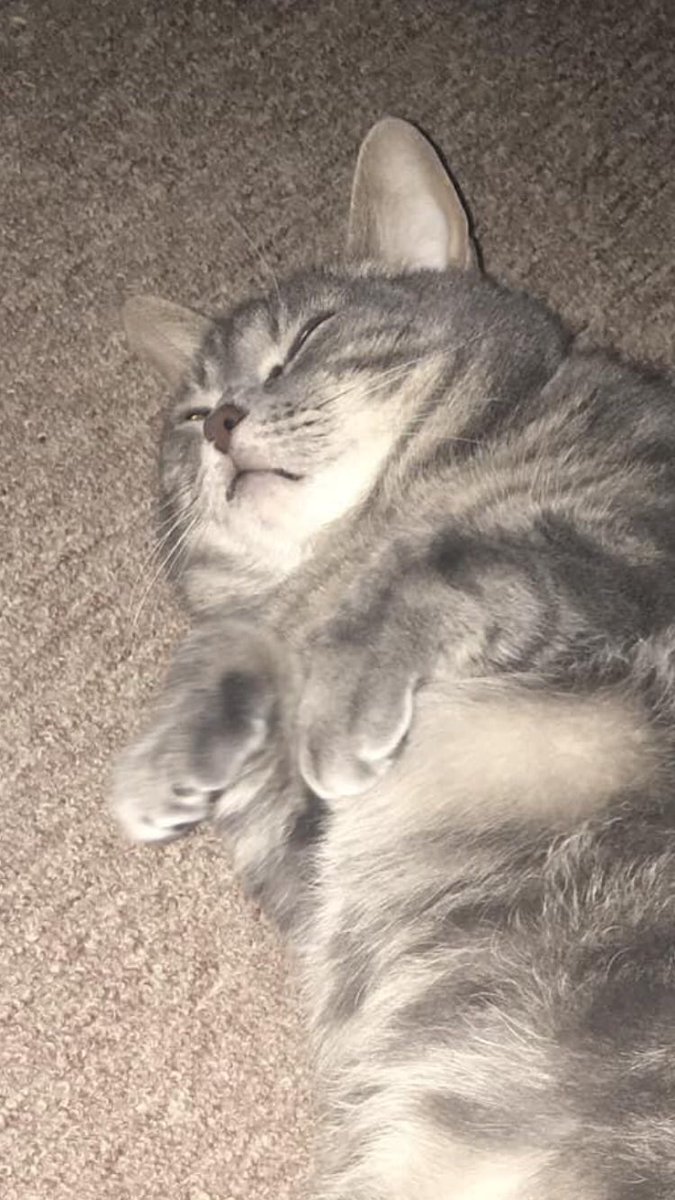 FeedLizzyChan's tweet photo. #goodmythicalevening Meet Sushi everyone! https://t.co/oUZ2spRh4X