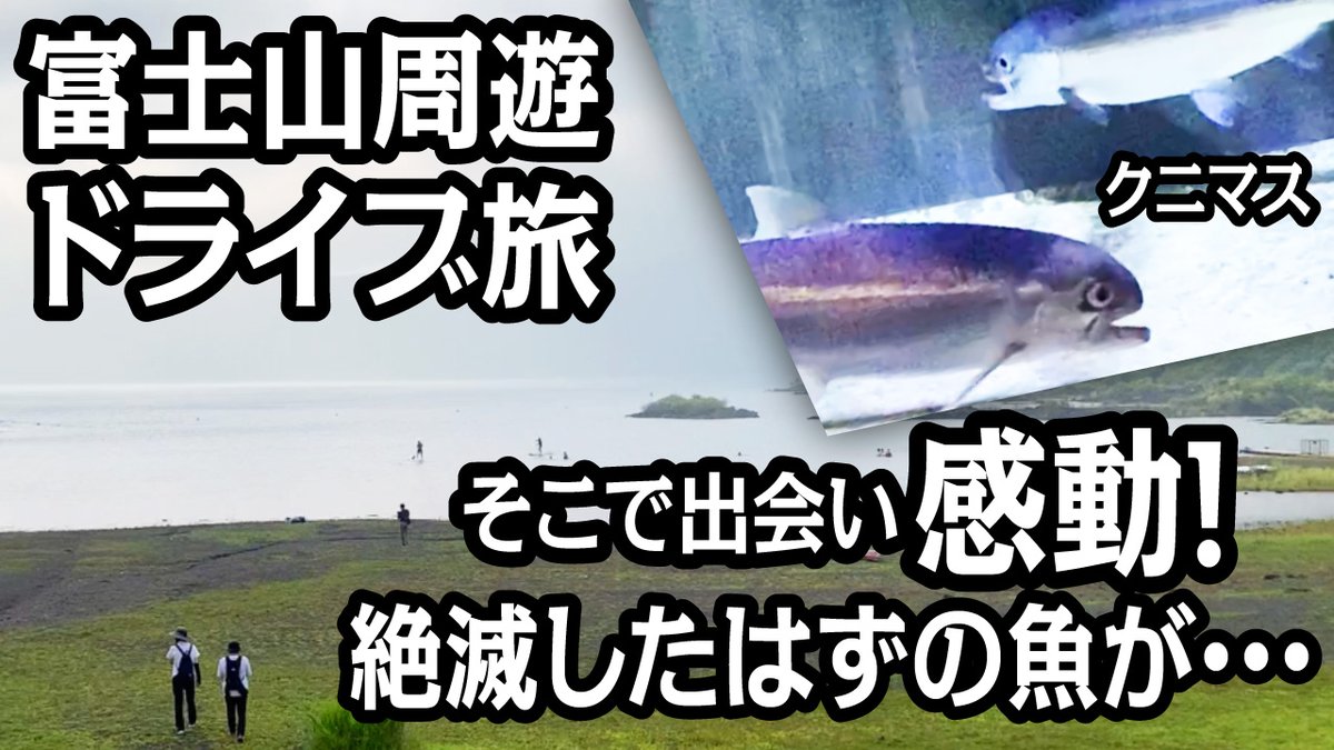 Asohon_ch's tweet photo. Youtube更新しました😁🎬

今回は、

【富士山周遊ドライブで絶滅したはずの魚クニマスとの出会う！〜西湖・精進湖など富士五湖周辺日帰旅〜】

https://t.co/ddjJWbT7WO

#AsoHon
#アソホン
#あそほん

#西湖
#本栖湖
#クニマス
#道の駅なるさわ
#森の駅風穴
#道の駅しもべ
#道の駅なんぶ
#なんぶの湯 https://t.co/nOG4l9z6WK