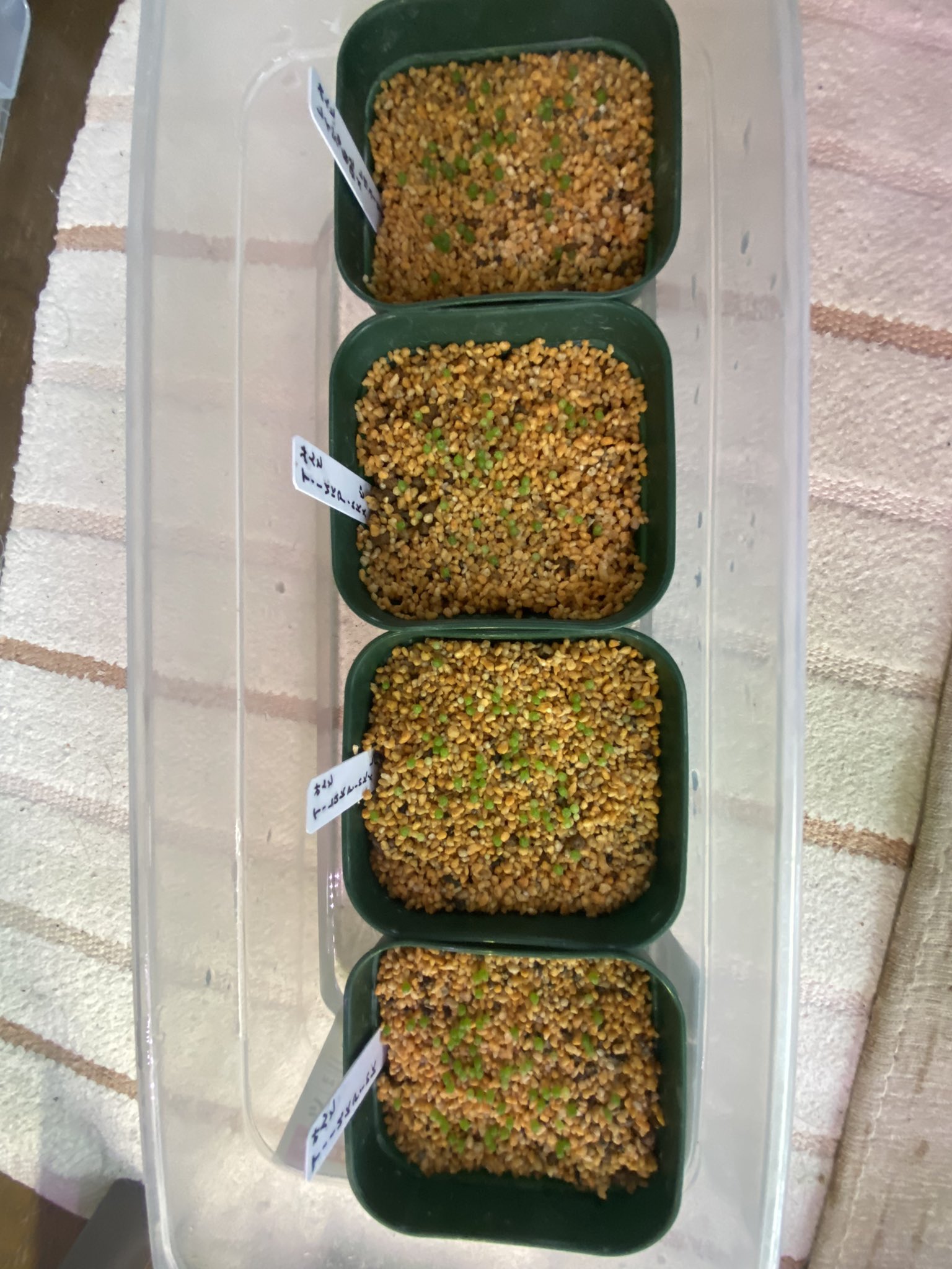 ミノル 腰水今日から止めました 根をしっかり伸ばすといいな サボテン 多肉植 T Co 75vaxsscyh Twitter