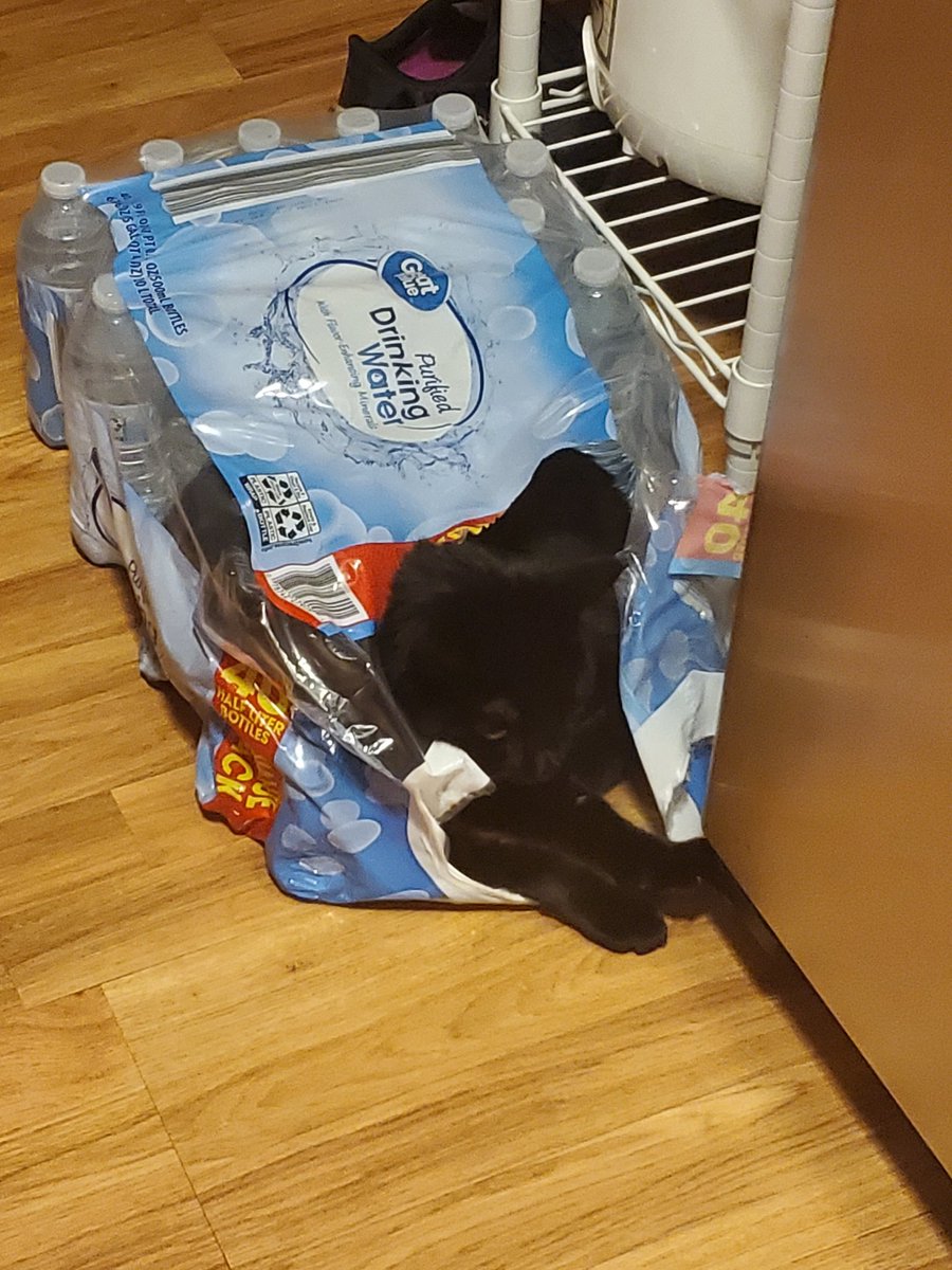 transualities's tweet photo. @FeedLizzyChan we all need a bit of a cheer up i get it!! ill show u mine since u showed me yours <3 (my cat that is) https://t.co/RuwnXgNybM