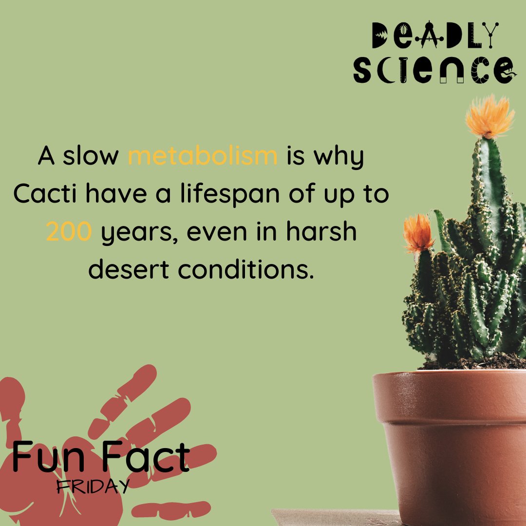 DeadlyScience's tweet image. Give this fun fact a share and learn more about what we are up to at Deadly Science: deadlyscience.org.au/donate #STEMEducation #STEMForKids #StemAustralia"