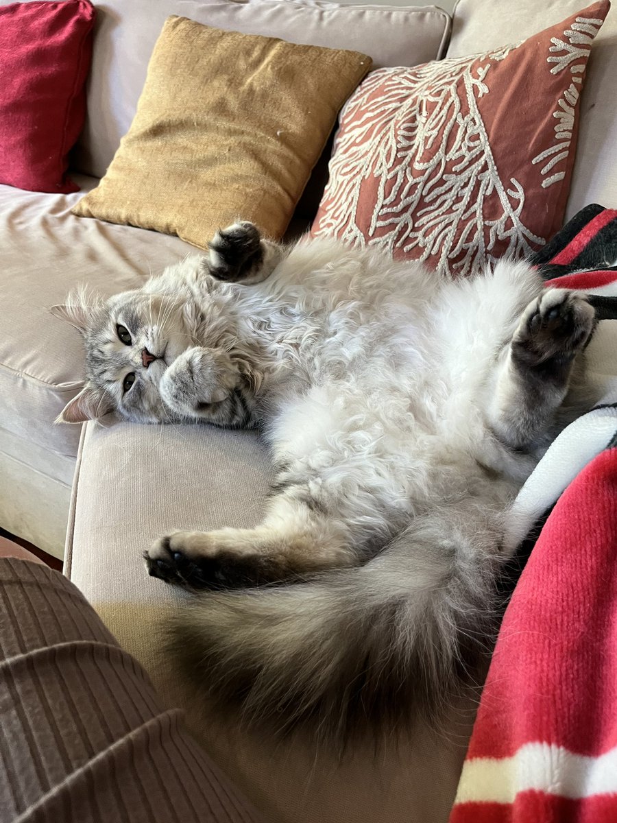 cathaign's tweet photo. I just need everyone to see this cat. I'm plotting a cat-napping but I adore his owner, so we're pausing that plot. https://t.co/DzrLMIwdOb