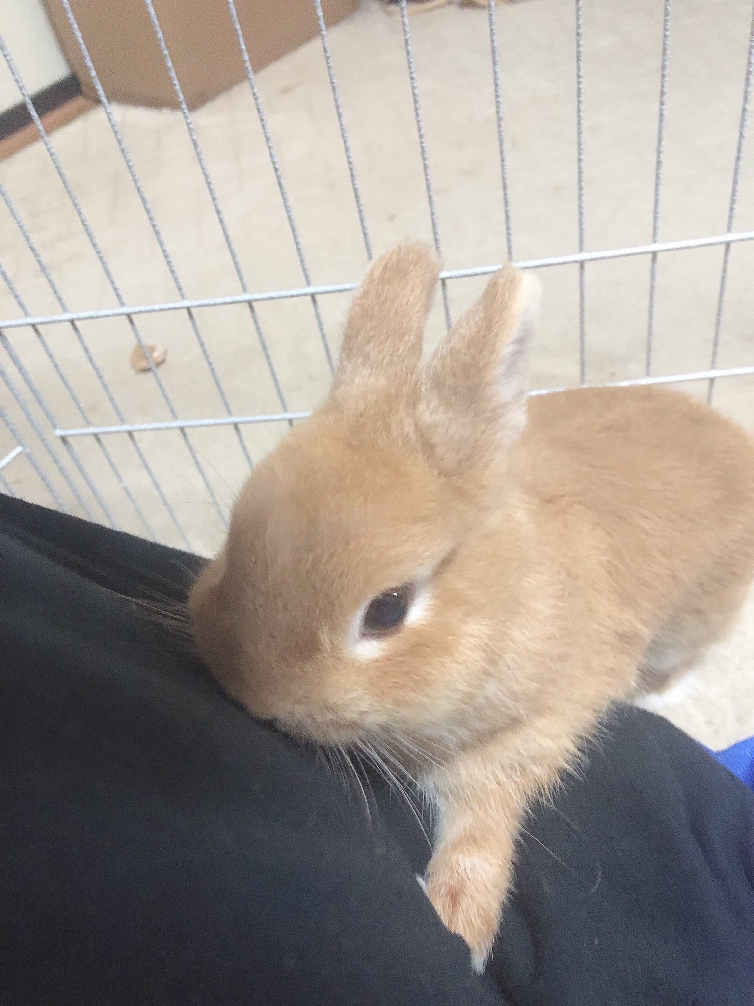 うさぎのくるみ Kurumi2504 Twitter