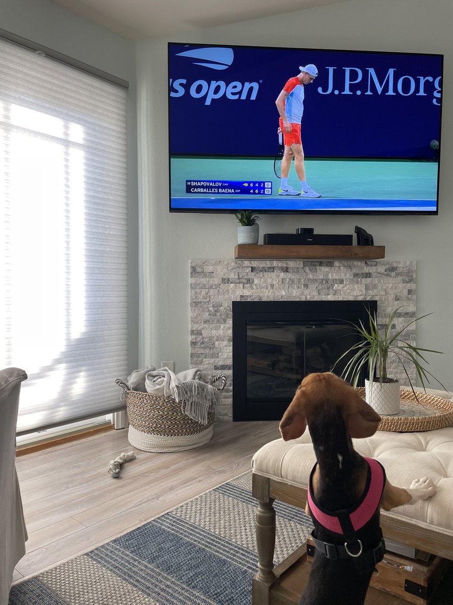 This little one is a 10 month old beagle rescued from the awful facility in Virginia- she got to cheer on @denis_shapo today 🥰🥰 #shaposhelter #4000beagles