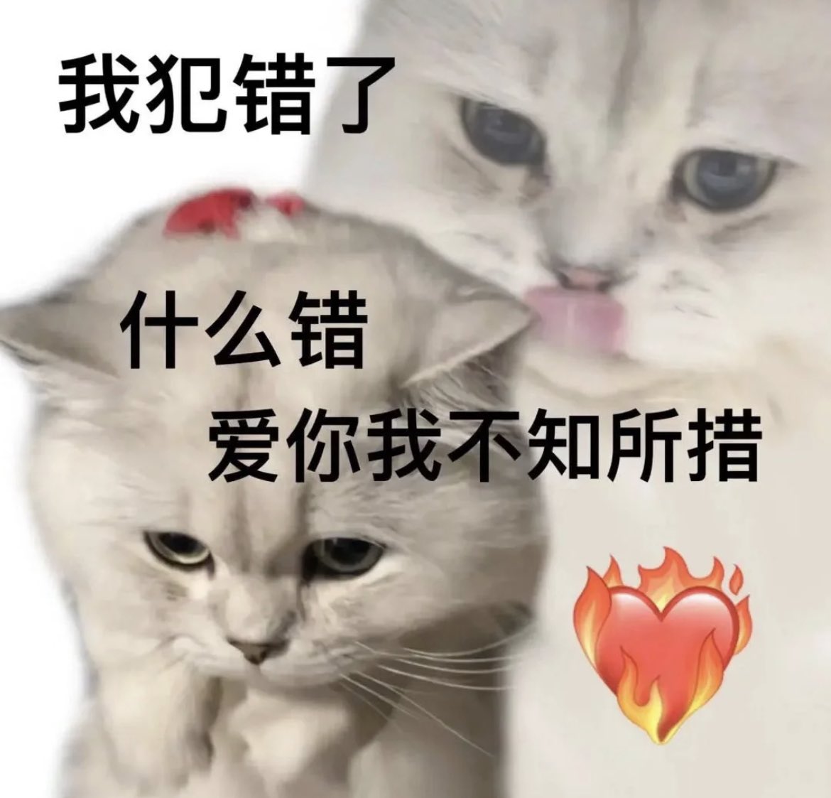 rongbye's tweet photo. HUA CHENG https://t.co/WXLiepeNOe