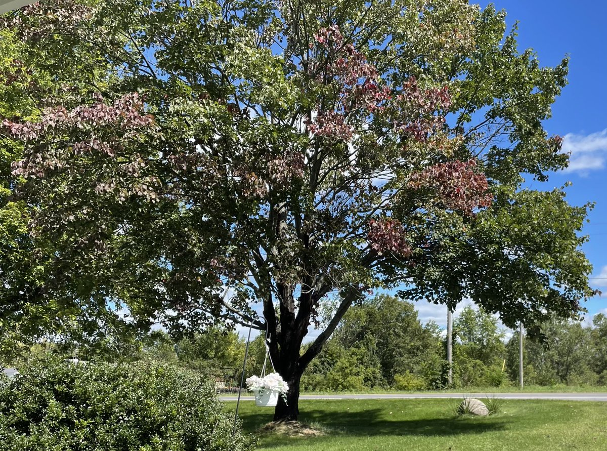 Maple tree, first signs 
The wind has a colder edge
See the seasons change!