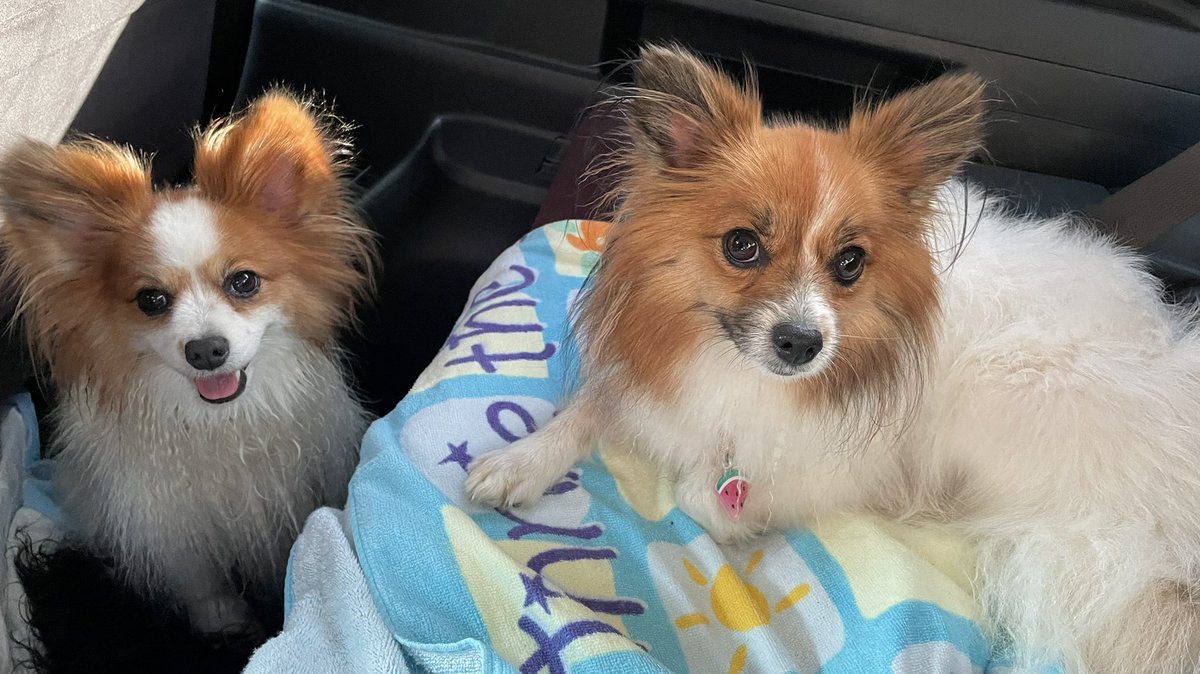 鬼かわいい我が子ルルちゃん（右
）とBFのリオくん💕
#パピヨン