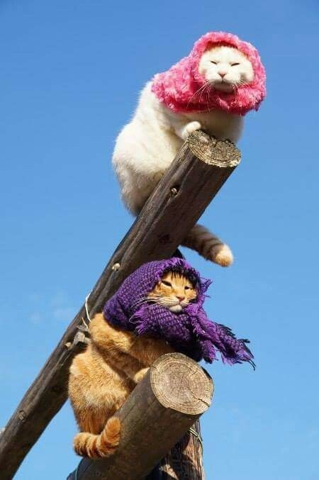 DontShowYourCat's tweet photo. babushka HQ https://t.co/gEKRQyYRip