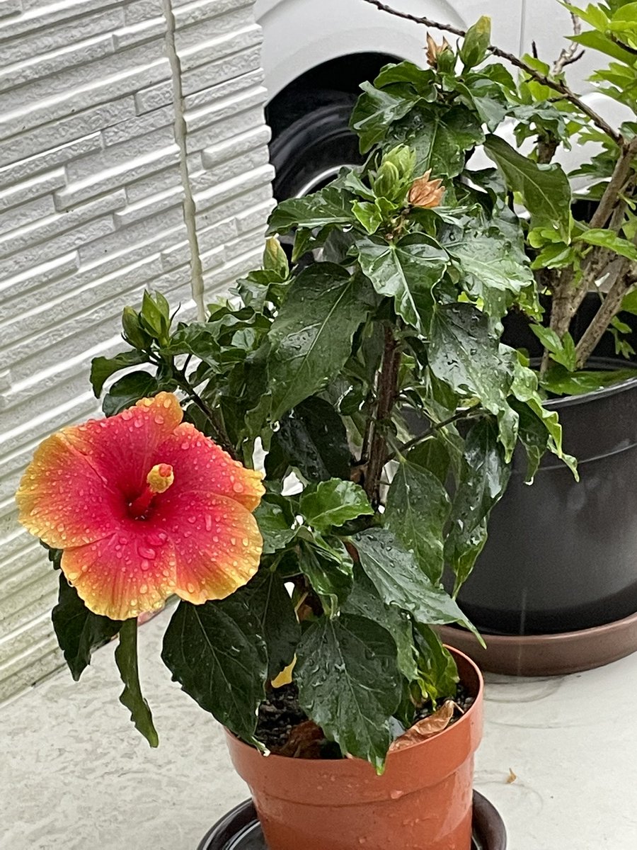 GabG6b's tweet photo. 雨にも負けず綺麗に咲く我が家のハイビスカス！最近会社の流行はタピオカで、昼休みによくパシリしてます。
でも美味しいからすぐ行っちゃう！
タピオカカロリー高いからしっかりステップンで歩かなくちゃ！レインボーシューズ見越して15足持ちになったからいっぱい歩いてカロリー消化！
#SETPN https://t.co/Lcwq7PYfUW