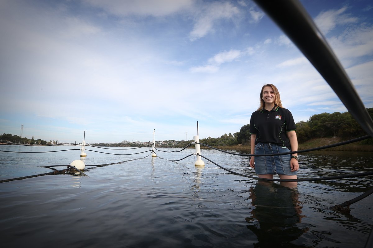 EdithCowanUni's tweet photo. In an Australian first scientists from #ECU have determined how long it takes for #seagrass to recover after grazing by swans. The first recordings of the recovery times now open new pathways for preservation of the marine ecosystem 
Read more: https://t.co/RBn6uzms7X https://t.co/USq19GeF04