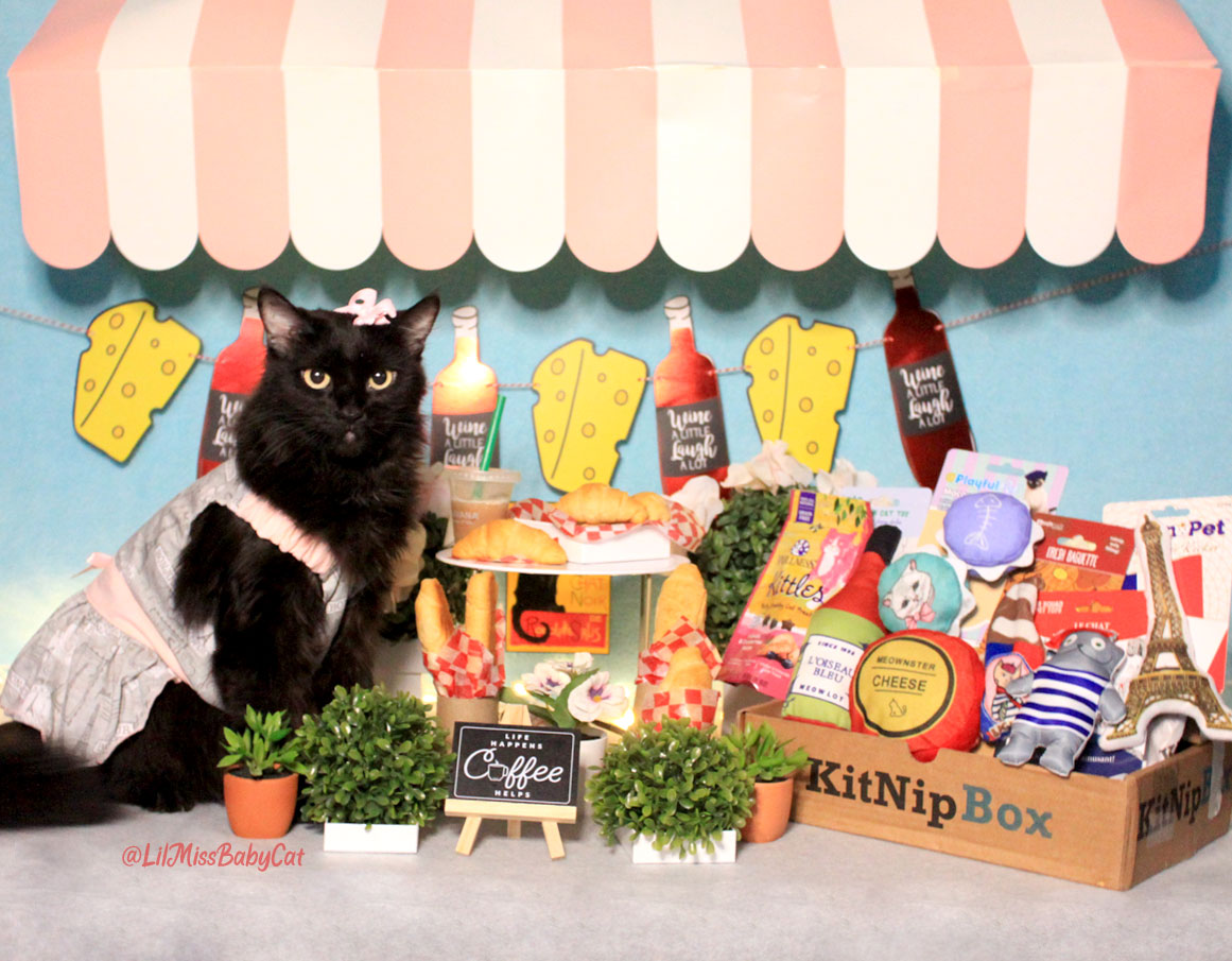 LilMissBabycat's tweet photo. #BonJour I'm spending the last few days of #summer hanging out in (my backyard) a quaint little #FrenchCafé with my #French themed KitNipBox!🇫🇷 #MerciBeaucoup #KitNipBox for the fun toys! Mon dieu! Don't forget to use my code BABYCAT15 to save 15% on a KitNipBox for your #Chats https://t.co/P5CQLVV3eC