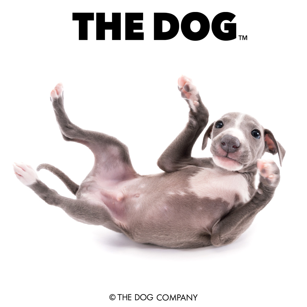 thedog_en's tweet photo. What's up guys! I'm just gonna roll around here!
#italiangreyhound #iggy #italiangreyhounds #italiangreyhoundsofinstagram #iggysofinstagram #iggylove #dog #dogstagram #dogsofinstagram #puppy #pet #instadog #doglover #thedog #thedogandfriends https://t.co/5AkhE2cKXJ