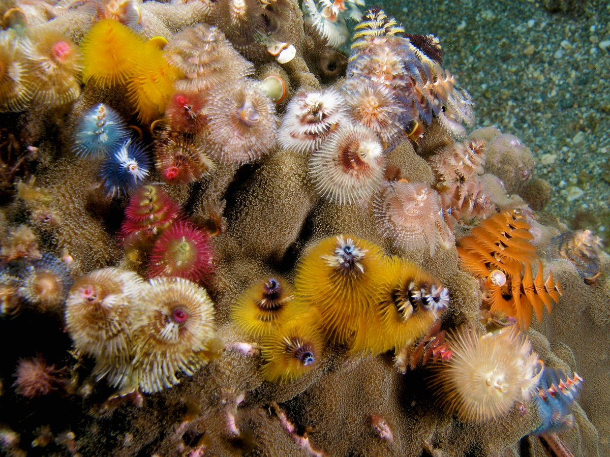 AnimalFactHub's tweet photo. The Christmas tree worm (pirobranchus giganteus) burrows into coral to make a home for itself

It then uses its long bristles to filter feed 

#animals #facts https://t.co/2QsB6anQt9