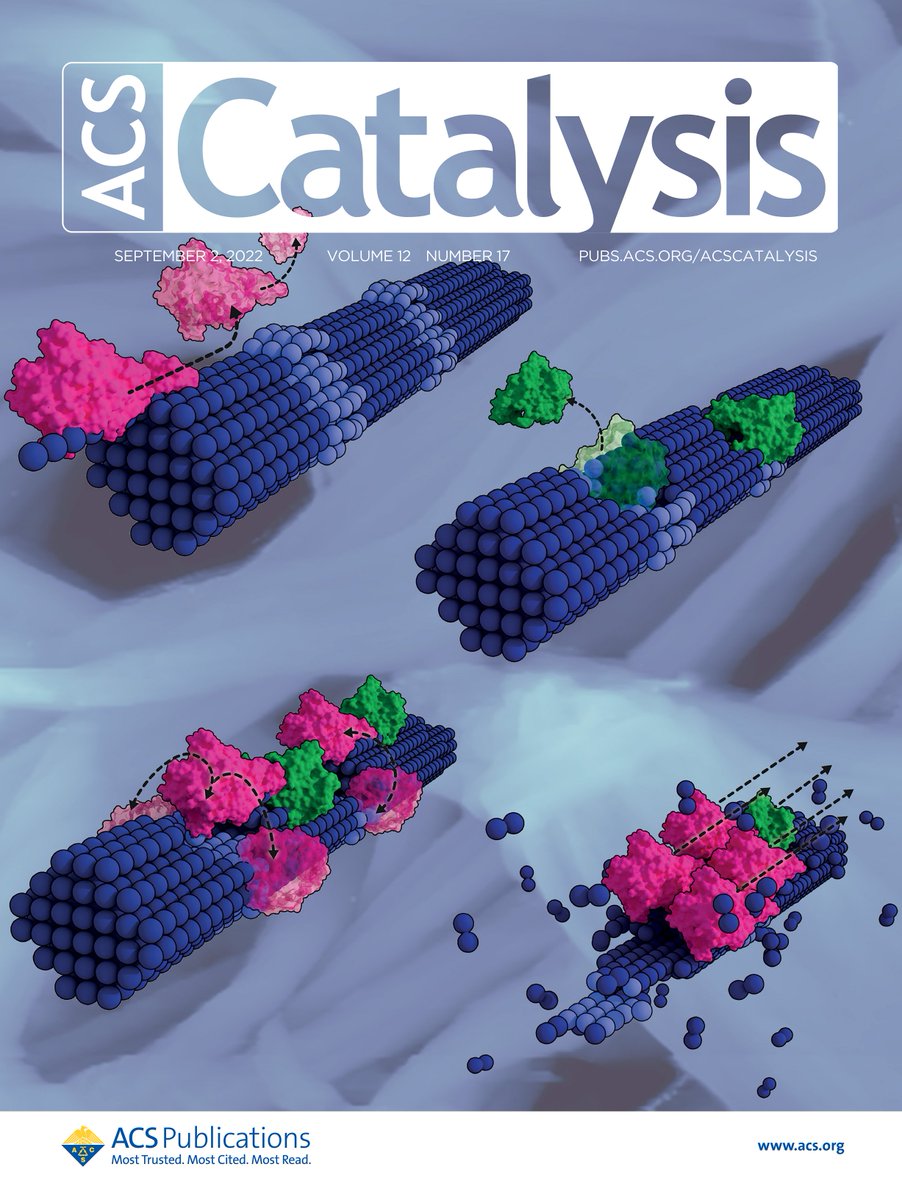 NidetzkyLab (@nidetzkylab) on Twitter photo Check out our Cover Art for our recent publication that was selected for the current ACS Catalysis issue. It shows how endo- and exocellulases form transient clusters to promote cellulose degradation.
doi.org/10.1021/acscat…
<a href="/ACSCatalysis/">ACS Catalysis</a> <a href="/ACS4Authors/">ACS for Authors</a> #MyACSCover <a href="/tugraz/">TU Graz</a> Check out our Cover Art for our recent publication that was selected for the current ACS Catalysis issue. It shows how endo- and exocellulases form transient clusters to promote cellulose degradation.
doi.org/10.1021/acscat…
<a href="/ACSCatalysis/">ACS Catalysis</a> <a href="/ACS4Authors/">ACS for Authors</a> #MyACSCover <a href="/tugraz/">TU Graz</a>