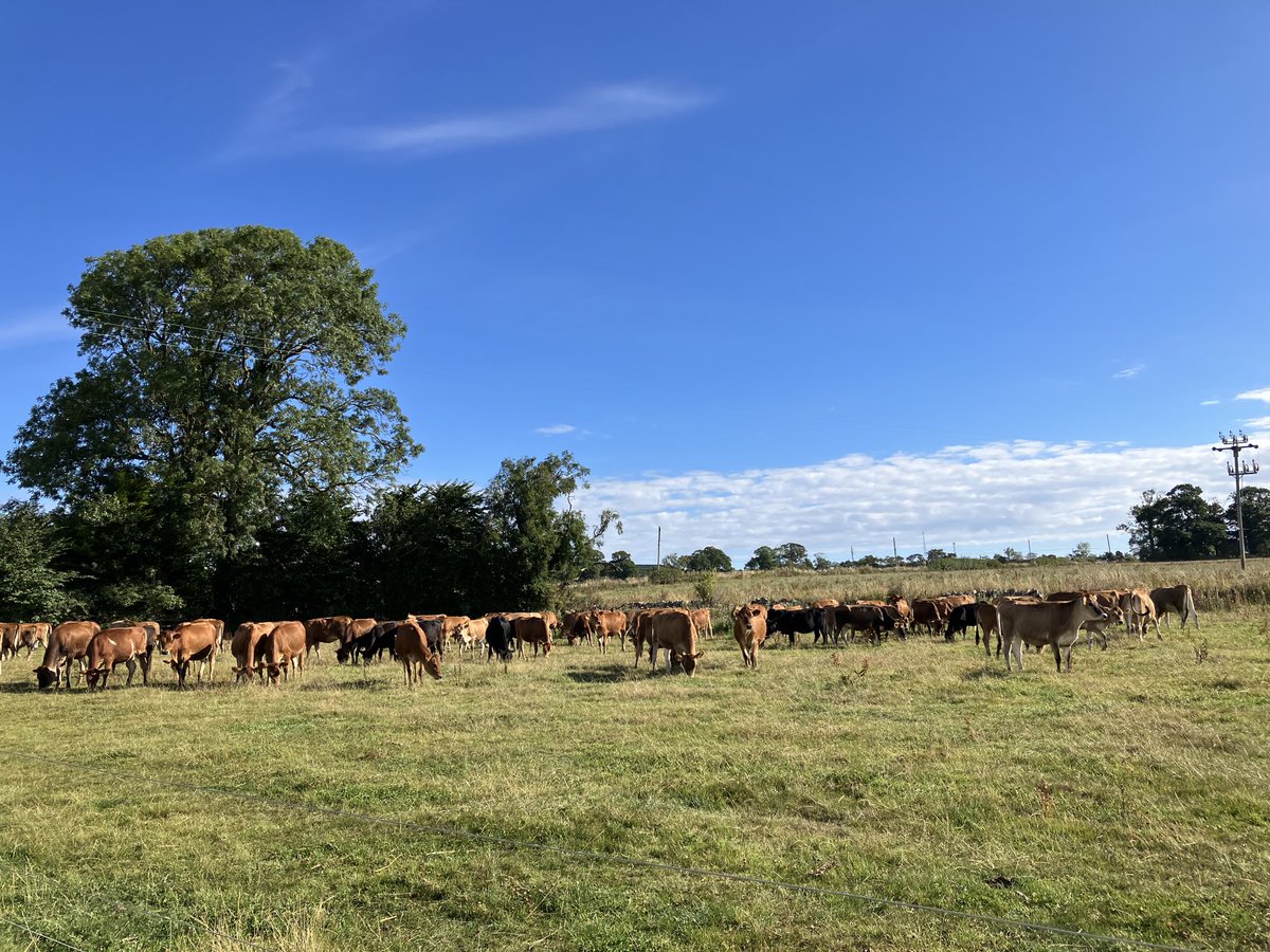 Still no rain, but they are enjoying the sunshine while the sheds are mucked out.
