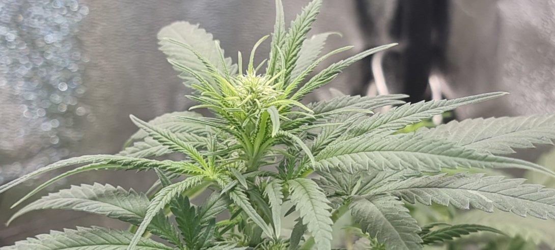 Chimera42o's tweet photo. Added a scrog net to my Runtz grow just to keep all the branches stable during the flower stretch, Smell is already very strong almost sweet orange Usual bomb explosion happening with plenty of bud sites appearing. @BombSeeds #runtzbomb #homegrown #igro #cannabiscomunity https://t.co/1vh7YfpxaI