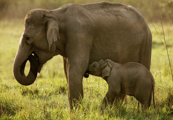 Elephant calves drink their mother's milk for about two years, sometimes longer, consuming up to 3 gallons daily.
#babyelephants #animalfacts