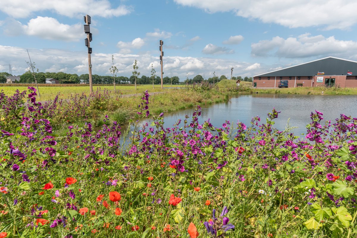 Meer biodiversiteit rondom boerenerven!
Rondom boerenerven kan er vaak veel gedaan worden om de biodiversiteit te verhogen. Zoals bij Varkenshouderij Houbensteyn. vivarapro.nl/referentieproj…
