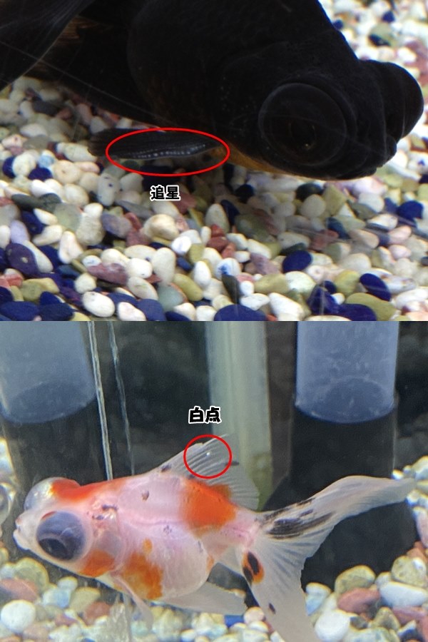 メダカの泳ぎ方がおかしい 激しく泳ぐ 暴れる原因は きんぎょりうむ