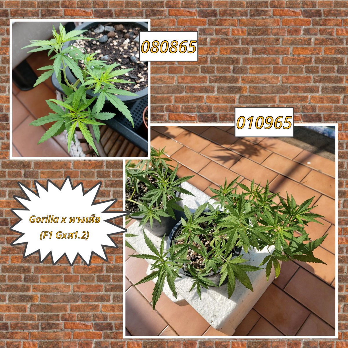 ChampSJoker's tweet photo. 24 Day trip
💥Outdoor 100%
Gorilla x หางเสือสกลนคร (Gxส1.2 Hybrid F1)
#Ganja #กัญชาไทย #กัญชานนท์ #สายเขียว #GanjaHybrid #กัญชาไฮบริด #Gorilla #หางเสือสกลนคร #CannabisCommunity #weed #smoker #Cannabis #SaveWeed #Organic #Outdoor #ที่นี่ปากเกร็ด #สหายกัญเมืองนนท์ #นักทดลองกลางแจ้ง https://t.co/0gNtFSVRkW