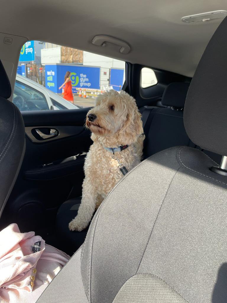 WilsonandJim1's tweet photo. So i is having to go back to the vetty place again to have another operation on my war today 😢 hoomans say my ears are a nightmare as they are always causing me trouble and it costs them lots of moneys.. they must loves me though to keeps on taking me to get them fixed 🐶🐶 https://t.co/uk5l9RsJtl