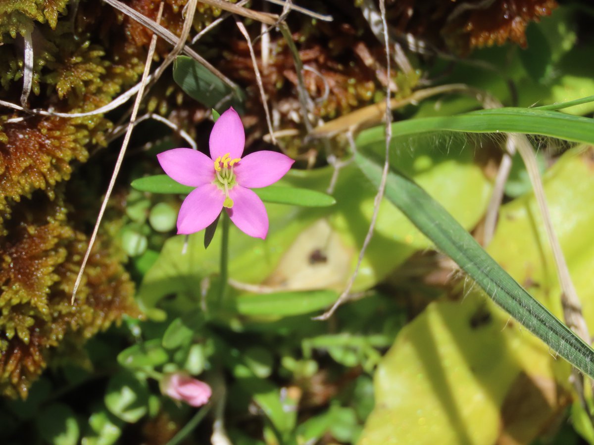 seedecol7 tweet media