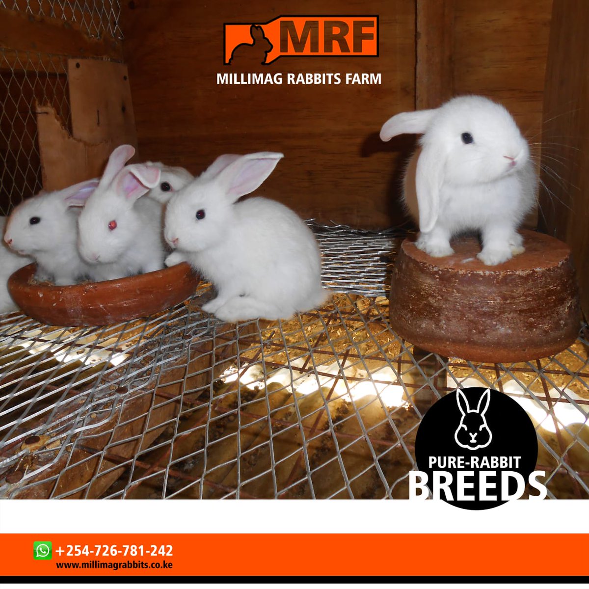 MillimagF's tweet photo. It's Farm Friday on social media. Are you thinking of starting rabbit farming? 

Let us know in the comments section. We'll help you start from scratch up to getting the market for them. https://t.co/mQKzQkBexo