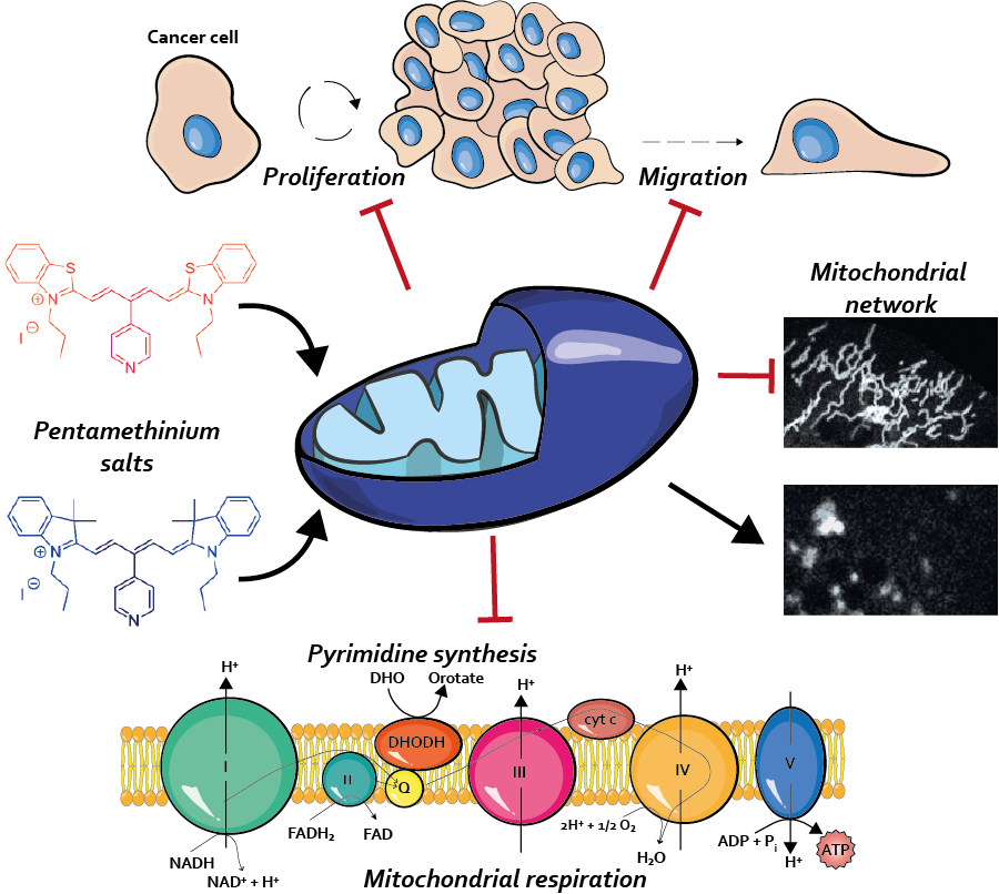 jindriskalf's tweet photo. Thrilled to see my first-author article online! 📰🤩 About targeting #mitochondria as a anti-metastatic strategy, you can read here:
https://t.co/ulgnu9dkBq

@masariklab @Science_MEDMUNI @BIOCEV_science 

#DHODH #migration #metastasis
@Mito_News @WLMitochondria @mitowomen https://t.co/PXVILKFflR