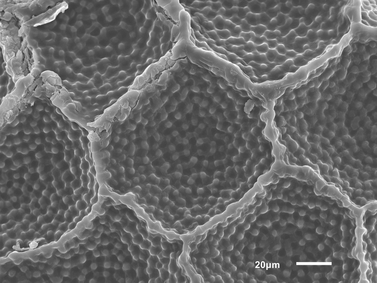 seedecol7 tweet media