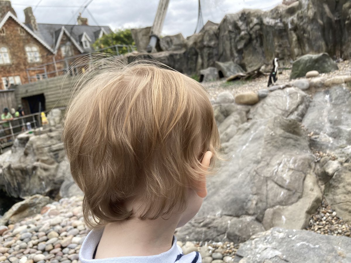 Goodbye @bristolzoogdns! Whilst I fully support the change for future animal welfare - you’ve helped educate &amp; inspire many kids &amp; will be missed. Very glad my son got the opportunity to visit this last year. He loved the monkeys, meerkats, penguins &amp; artic terns!