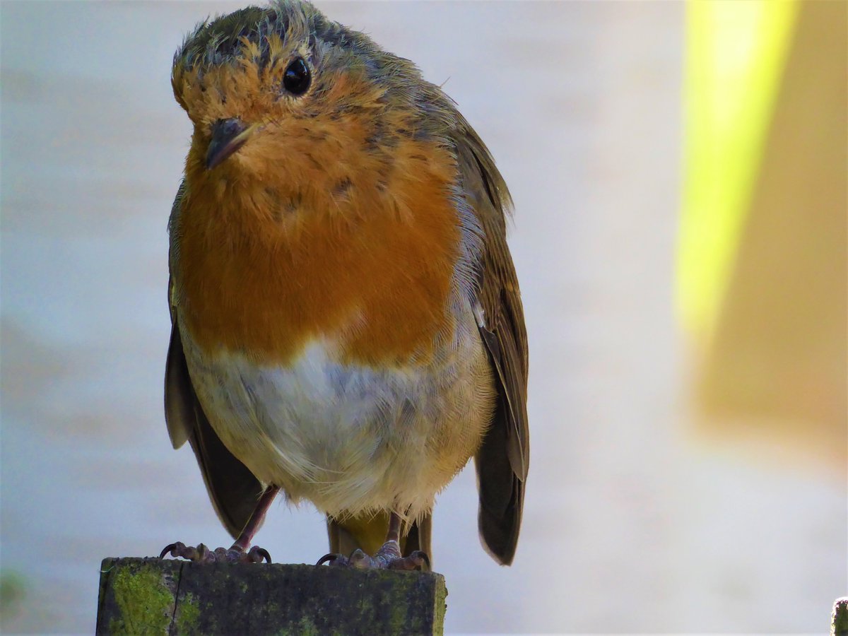Another friendly fledgling!
#Robin #robins #fledgling #birds #wildlife #wildlifephotography #photography #animalworld #animals #nature #naturelovers #birdwatchers #specialmoments #animalencounter #birdlife #NaturePhotography #enjoylife #AnimalKingdom