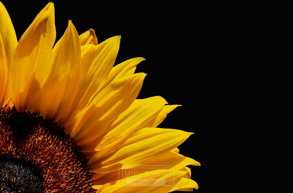 Another Sunflower. #sunflower #flowerphotography #NaturePhotography #nikond4