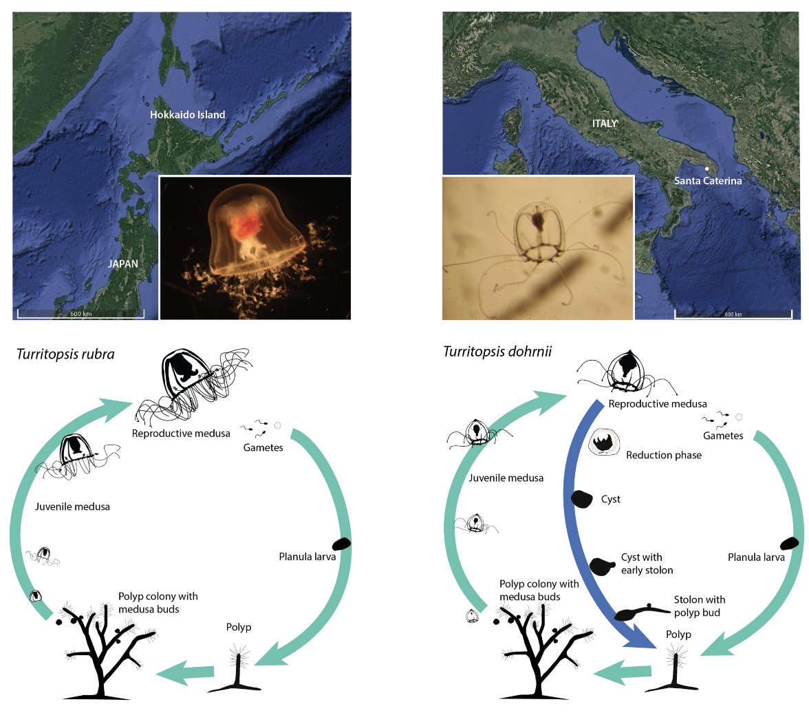 (:ミ クラゲ屋 (:ミ tweet media
