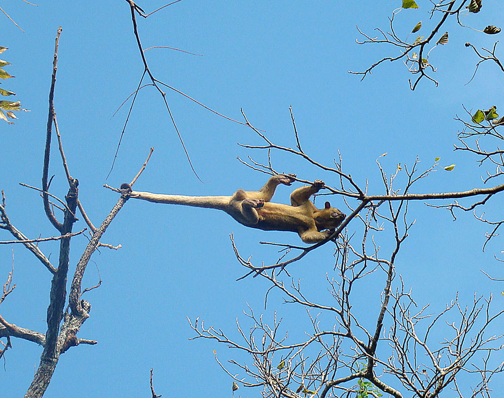 AnimalFactHub's tweet photo. The kinkajou spends nearly their whole lives up in the trees and they are very well adapted to that life

They have a fully prehensile tail that they use kind of like a fifth arm and their ankles are able to turn 180 degrees making clubbing up and down trees easy

#animals #facts https://t.co/r9fxcr7tZX