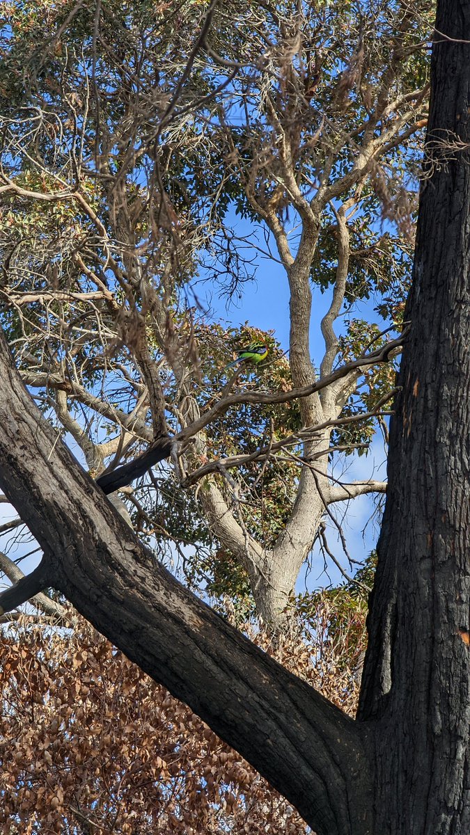 anna spargo-ryan 🍉 tweet media