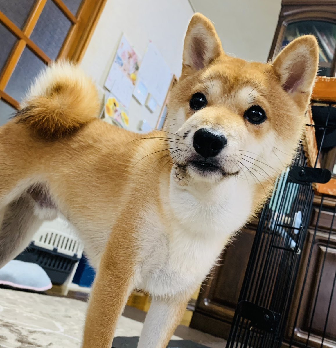 タグ マムシに噛まれた犬 の注目ツイート メガとんトラック タグ マムシに噛まれた犬 の注目ツイート メガとんトラック