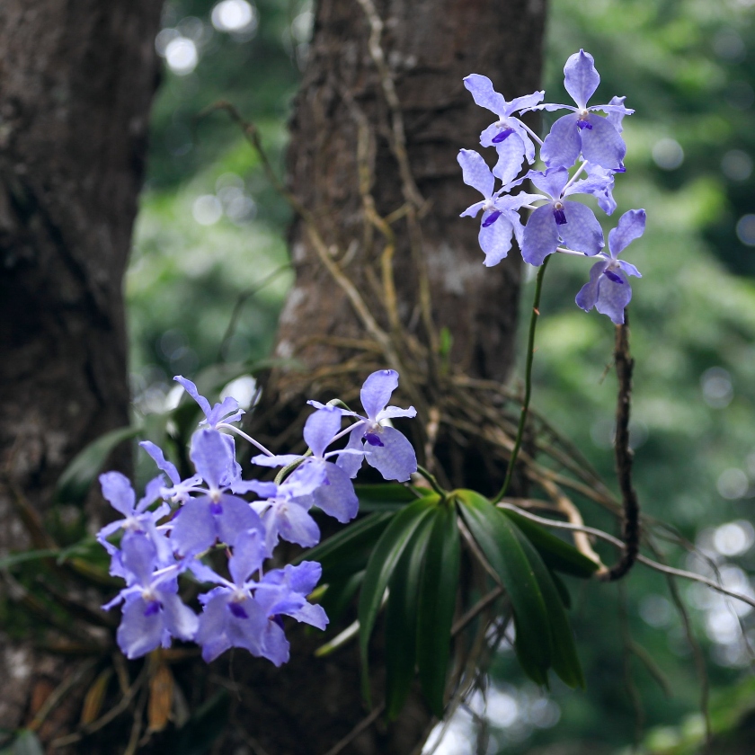 KubinRonnie's tweet photo. Vanda Coerulea 🌱🌸
commonly known as blue orchid, blue vanda or autumn lady's tresses, is a species of orchid found Northeast India with its range extending to China, It has bluish purple flowers long lasting orchid #orchids #plants #กล้วยไม้ #蘭
#フラワーズ #flowerers https://t.co/ITXmJjBtjJ
